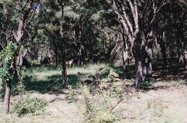 2004 Grade 6 Camp in Ubugani Entambeni Game Reserve, Waterberg